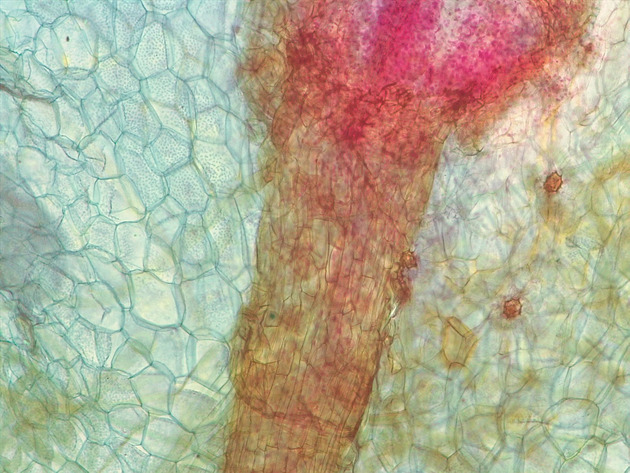 Fern Sporophyte Slides - Fernsporophyte 02 100X